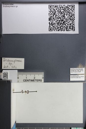 Media type: image;   Entomology 587998